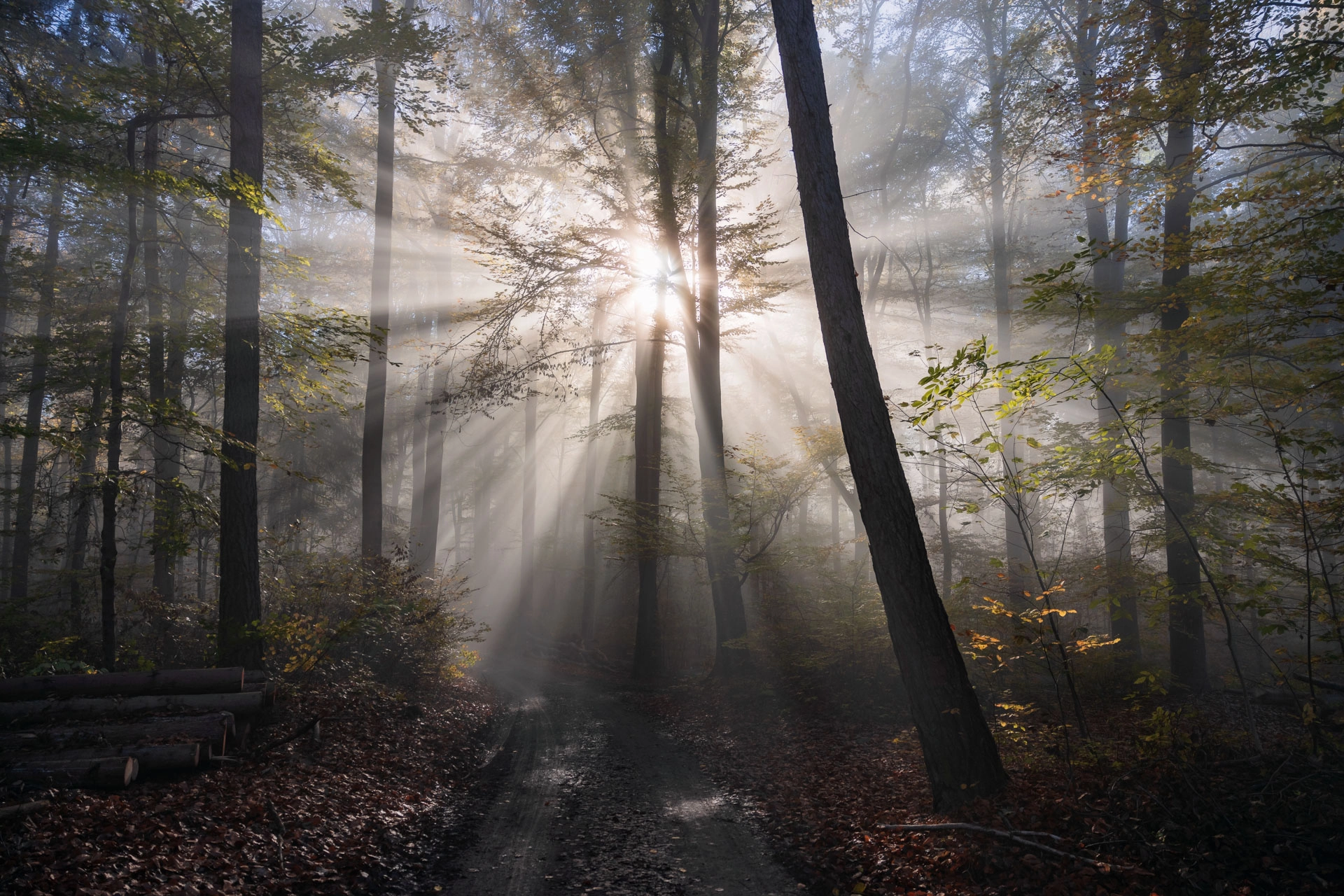 Herbstwald mit Nebel Kappelberg