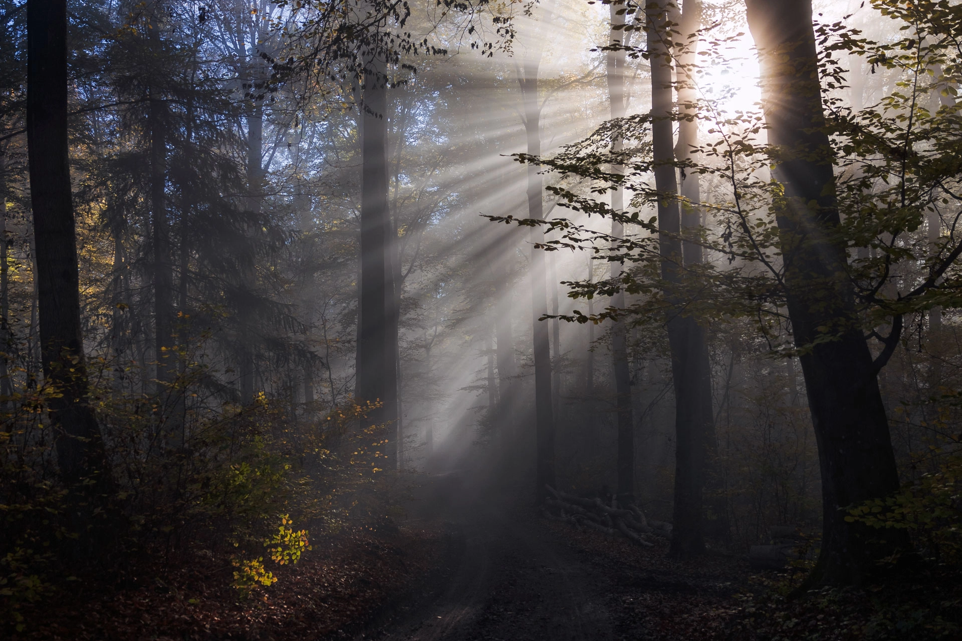Wald im Herbst mit Nebel und Sonnenstrahlen Kappelberg