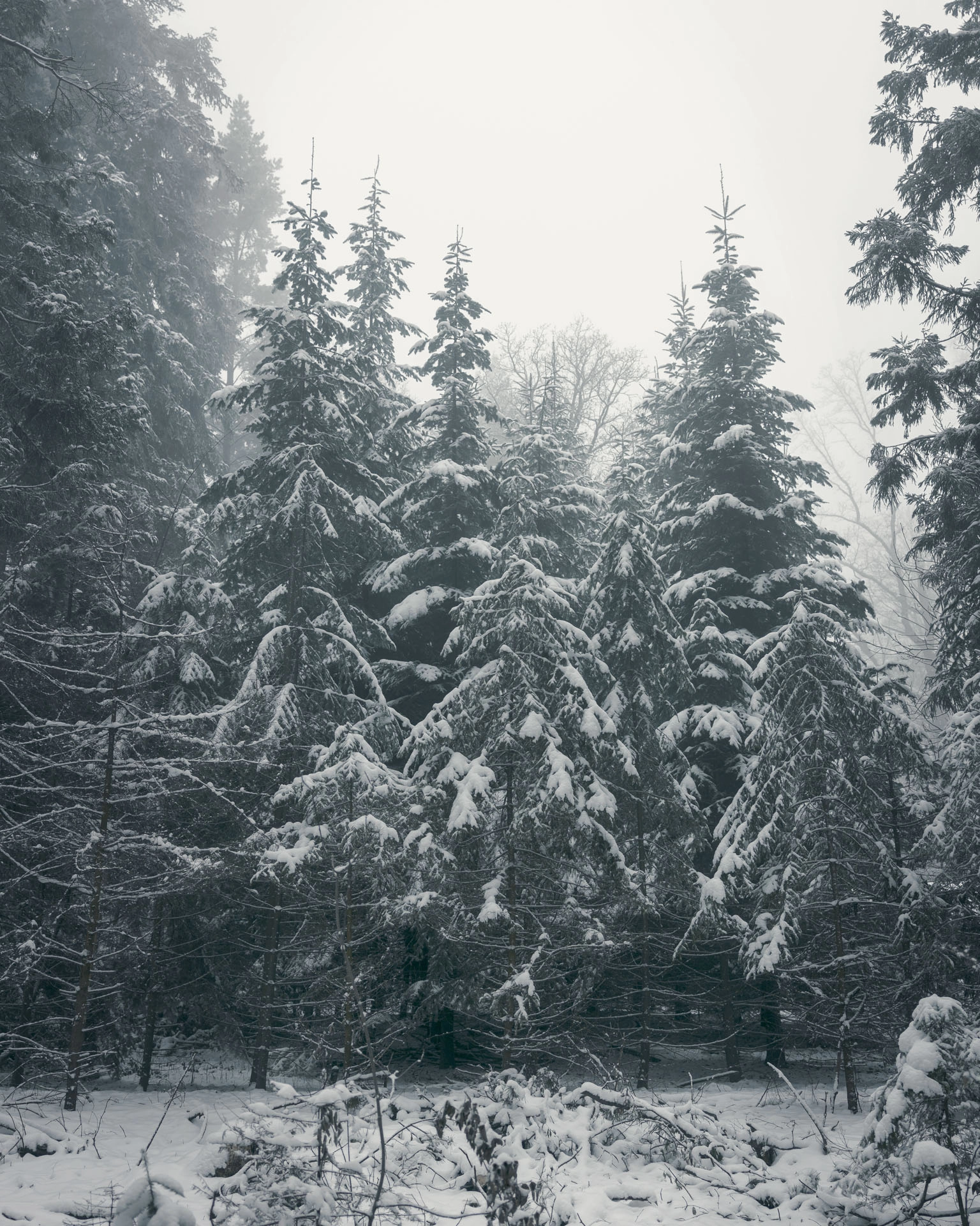 Winterwald schneebedeckte Tannen Kappelberg
